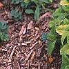 Melissa officinalis 'All Gold', habit