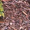 Melissa officinalis 'All Gold', habit