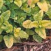 Melissa officinalis 'All Gold', habit