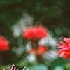 Monarda 'Cambridge Scarlet', flowers
