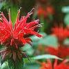 Monarda 'Cambridge Scarlet', flowers