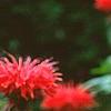 Monarda 'Cambridge Scarlet', flowers