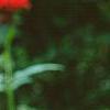 Monarda 'Cambridge Scarlet', flowers
