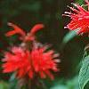 Monarda 'Cambridge Scarlet', flowers