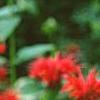 Monarda 'Cambridge Scarlet', flowers