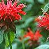 Monarda 'Cambridge Scarlet', flowers