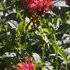 Monarda didyma 'Jacob Cline', habit