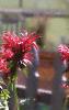 Monarda didyma 'Jacob Cline', habit