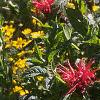 Monarda didyma 'Jacob Cline', habit