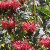 Monarda didyma 'Jacob Cline', habit