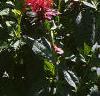 Monarda didyma 'Jacob Cline', habit