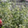 Monarda didyma 'Jacob Cline', habit