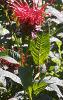 Monarda didyma 'Jacob Cline', habit