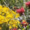 Monarda didyma 'Jacob Cline', habit