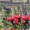 Monarda didyma 'Jacob Cline', habit