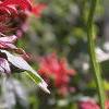 Monarda didyma 'Jacob Cline', flowers