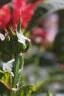 Monarda didyma 'Jacob Cline', flowers