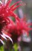 Monarda didyma 'Jacob Cline', flowers