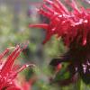 Monarda didyma 'Jacob Cline', flowers