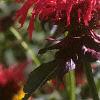 Monarda didyma 'Jacob Cline', flowers