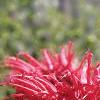Monarda didyma 'Jacob Cline', flowers