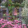 Monarda didyma 'Marshall's Delight', habit