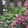 Monarda didyma 'Marshall's Delight', habit