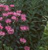 Monarda didyma 'Marshall's Delight', habit