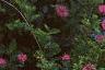 Monarda didyma 'Marshall's Delight', habit