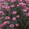 Monarda didyma 'Marshall's Delight', habit