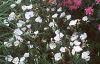 Monarda didyma 'Marshall's Delight', habit