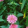 Monarda didyma 'Marshall's Delight', habit