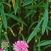Monarda didyma 'Marshall's Delight', habit
