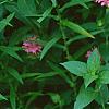 Monarda didyma 'Marshall's Delight', habit
