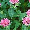 Monarda didyma 'Marshall's Delight', habit