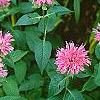 Monarda didyma 'Marshall's Delight', habit