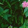 Monarda didyma 'Marshall's Delight', habit