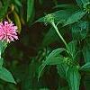 Monarda didyma 'Marshall's Delight', habit