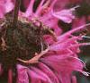 Monarda didyma 'Marshall's Delight', flowers