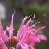 Monarda didyma 'Marshall's Delight', flowers