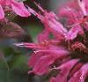 Monarda didyma 'Marshall's Delight', flowers