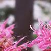 Monarda didyma 'Marshall's Delight', flowers