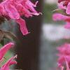 Monarda didyma 'Marshall's Delight', flowers