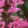 Monarda didyma 'Marshall's Delight', flowers