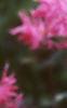 Monarda didyma 'Marshall's Delight', flowers
