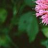 Monarda didyma 'Marshall's Delight', flowers