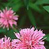 Monarda didyma 'Marshall's Delight', flowers