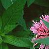 Monarda didyma 'Marshall's Delight', flowers