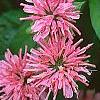 Monarda didyma 'Marshall's Delight', flowers
