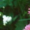 Monarda didyma 'Marshall's Delight', flowers